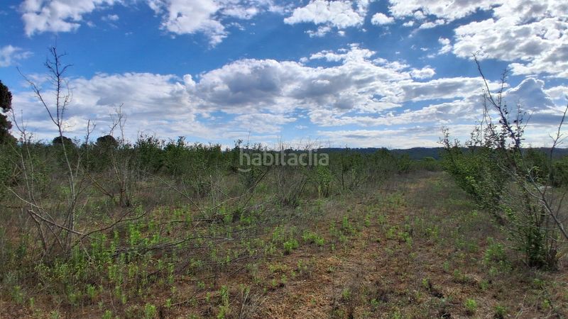 Foto a88f0646-d521-4352-8754-4c6f08a10932. Finca rústica a diseminado rural 18 a Milà (El)