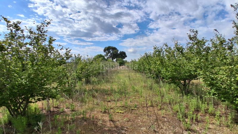 Foto e652b96a-6eea-4ce2-a6aa-da7e565f0f43. Finca rústica a diseminado rural 18 a Milà (El)