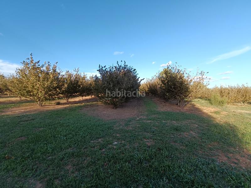 Foto 525fedeb-48d7-4dc2-a68e-c1e2a41c27c1. Finca rústica terreno con 6ha avellanos en Alcover