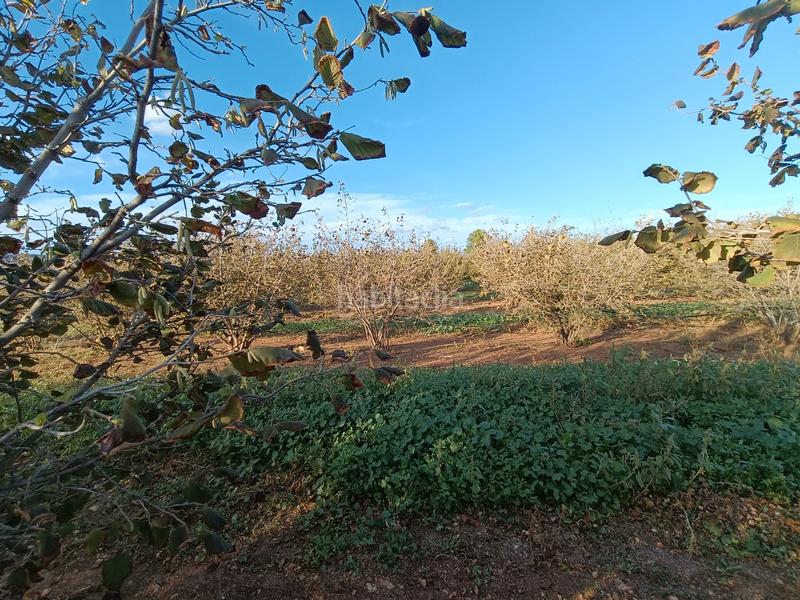 Foto a744b8f4-4b43-4293-bfab-d15c0dc94e57. Finca rústica terreno con 6ha avellanos en Alcover