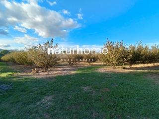 Finca rústica a Alcover. Terreno con 6ha avellanos en alcover