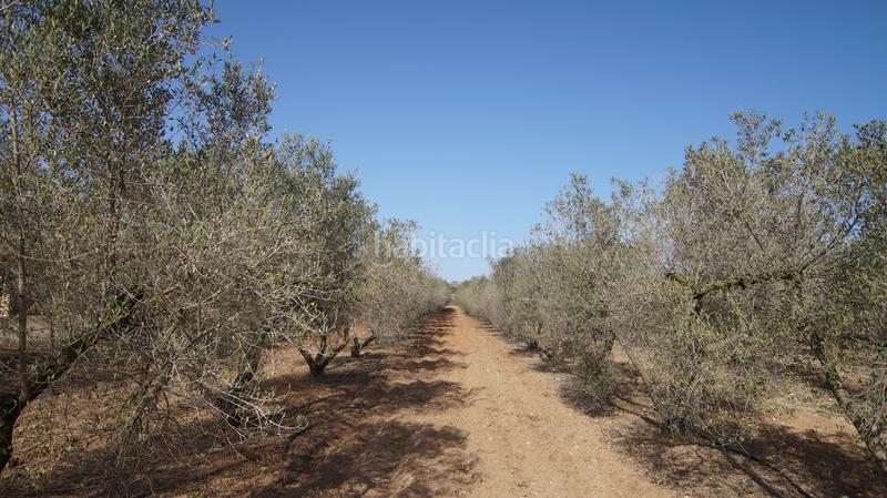 Foto c84978ab-a1fd-4ed0-8dca-a51ef5437617. Masia a tp-7225 34 a Llevant Reus