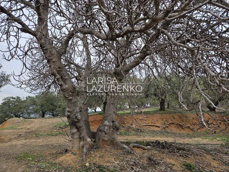 Foto 2ec31100-3420-49ff-a241-6b6f48978df0. Masia a Riudoms