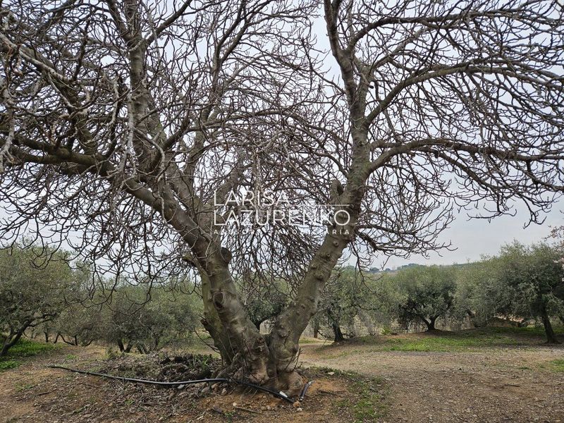 Foto 7505b5a9-f911-44bb-a95f-d31b7b9b028c. Masia a Riudoms