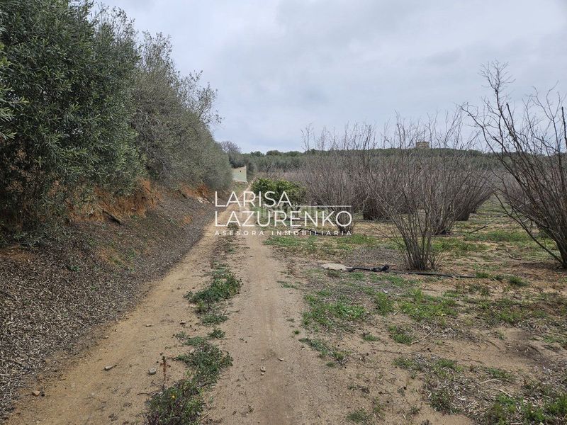 Foto aa4a45f0-9cc3-4a3c-9f44-a9736ada6046. Masia a Riudoms