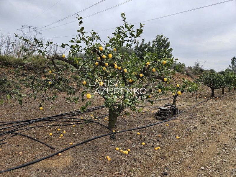 Foto ab2c892d-2827-4f76-8ac7-530120234265. Masia a Riudoms