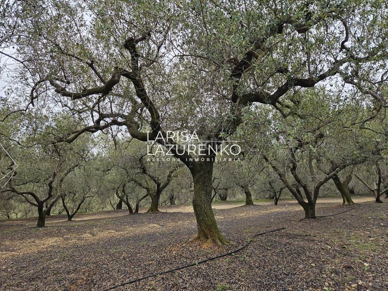 Foto df1e9c14-c94b-47b7-a55d-13df485c519f. Masia a Riudoms