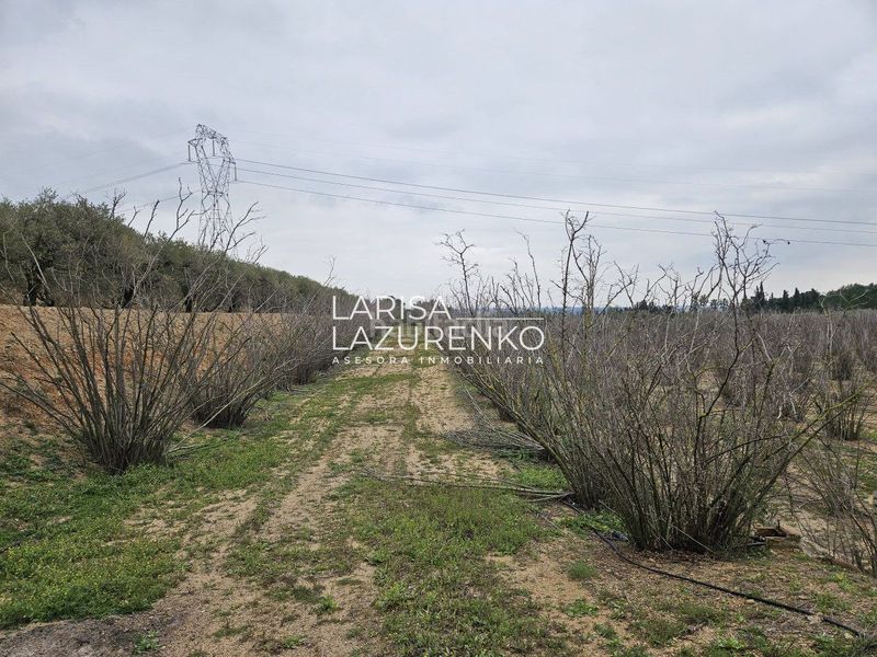 Foto e8bb614f-0899-4a27-91e5-c30927dea834. Masia a Riudoms