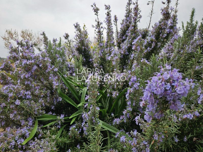 Foto f176f756-9d9d-43c2-9e53-d436dd58b79e. Masia a Riudoms