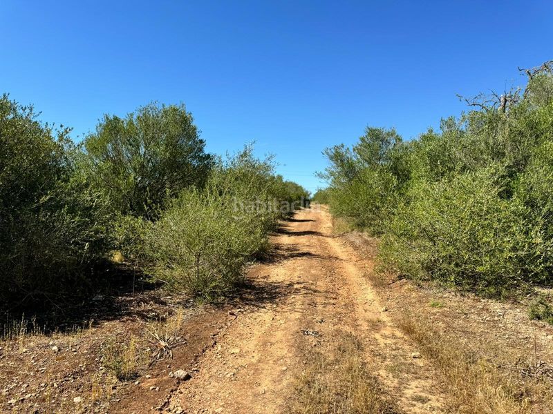 Foto 83f573d3-40ef-42c5-b6b5-8897a516d96d. Finca rústica a n/a a Algaida
