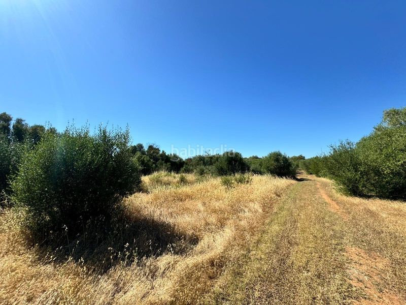 Foto ba546a08-171d-4e11-9358-c3f63ce595f2. Finca rústica a n/a a Algaida