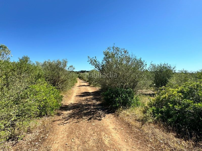 Foto f269e777-5de3-4480-980a-ef66f63e00cd. Finca rústica a n/a a Algaida