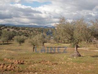 Terreny residencial a Blázquez (Los). Olivar en venta situado en el municipio de los blázquez provinci