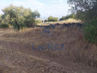 Terreny residencial a Peñarroya - Pueblonuevo. Olivar en peñarroya
