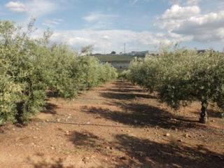 Terreny residencial a Peñarroya - Pueblonuevo. Olivar de 176 olivos y más de 200 pie de viñas , tiene un sondeo