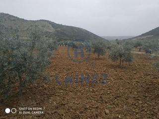 Terrain résidentiel à Belmez. Finca totalmente llana con casa y nave en aldea del hoyo municip