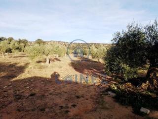 Terreny residencial a Granjuela (La). Parcela de 3 hectáreas, con aproximadamente 400 olivos, casa y n