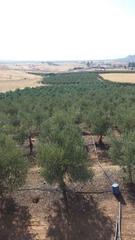 Terrain résidentiel à Belmez. Olivar intensivo y súper intensivo, tiene 2200-2300 pie de olivo