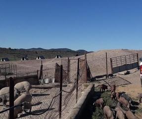 Terrain résidentiel à Belmez. Cebadero de cochino situado en el municipio de belmez, con muy b