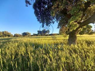 Terreny residencial a Peñarroya - Pueblonuevo. Finca dehesa de labor en venta  en peñarroya-pueblonuevo, con un