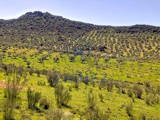Terrain résidentiel à Belmez. Finca de olivar 30 hectáreas situada en el municipio de belmez p
