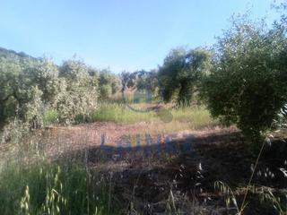 Terreny residencial a Espiel. Olivar con 2 casas en espiel de 6, 5 hectáreas. ésta cuenta con