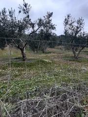 Terreny residencial a Blázquez (Los). Olivar próximo al pueblo de los blázquez. unos 65 olivos, alambr