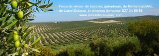 Terreny residencial a Granjuela (La). Finca de 14 hectáreas en el municipio de la granjuela con 1000 o