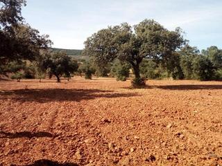 Terreny residencial a Villanueva del Duque. Dehesa a pie de carretera 
2 parcelas de olivos, chaparros, tie