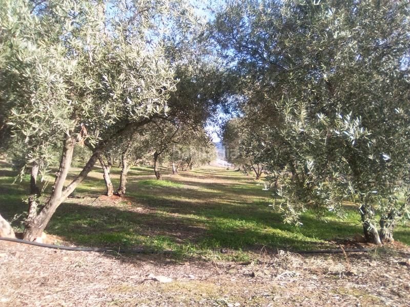 Foto 657f2160-9486-4332-a6b2-4d89c13a56c4. Finca rústica a Granjuela (La)