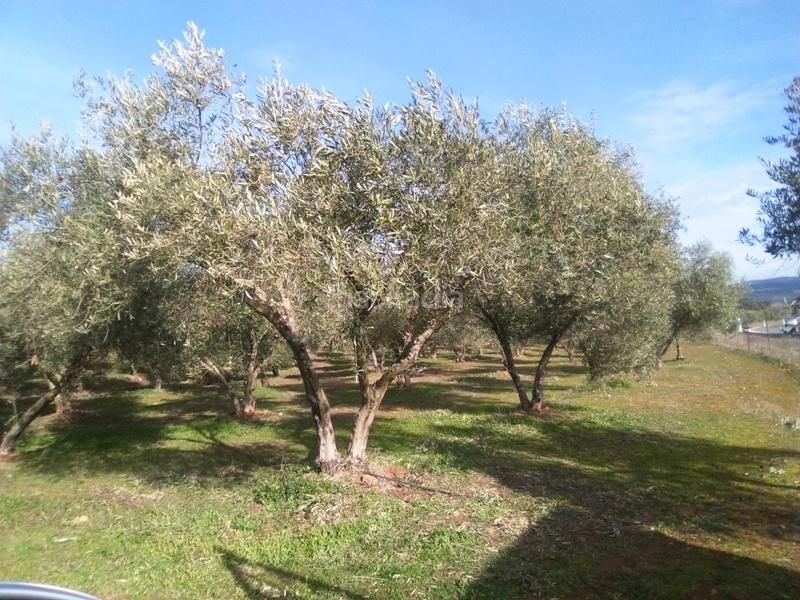 Foto 89853aca-f6f7-438a-bbec-4dd158e859c9. Finca rústica a Granjuela (La)