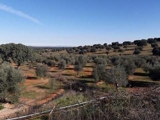 Terreny residencial  Calle camino de santiago. Finca de olivar muy bien situada en el municipio de vva del duqu