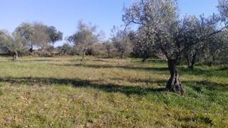 Terrain résidentiel à Valsequillo. Olivares en las patudas
parcelas de olivos en las patudas con u