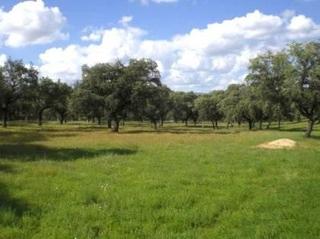 Terreny residencial a Peñarroya - Pueblonuevo. Excelente finca ganadera de dehesa y labor próximo al municipio