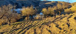 Finca rústica a Albondón. Terrenos en venta en albondón