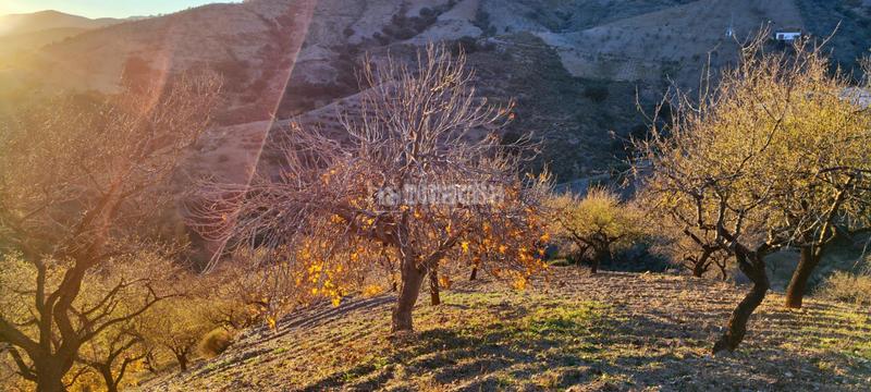 Foto f43c2771-3a8d-4b49-be67-52c8760ad492. Finca rústica a Albondón
