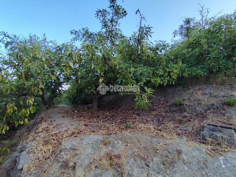 Foto 06775ae0-281c-41e6-9d53-4923ce706d48. Finca rústica a Guájares (Los)