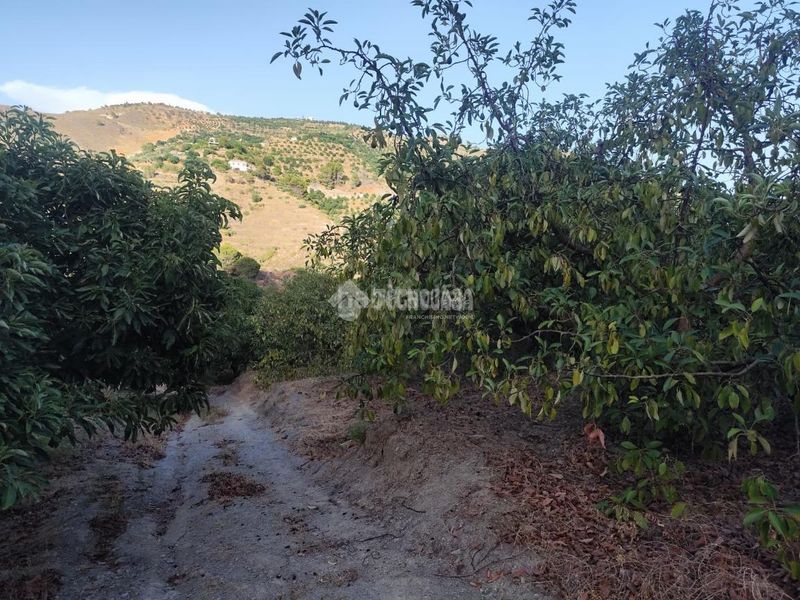 Foto 48e6abd0-2799-4e32-87e1-dca64c86eaa9. Finca rústica a Guájares (Los)
