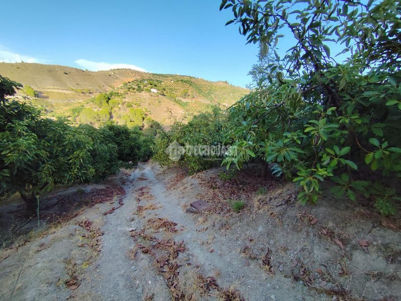 Foto 909a83aa-19ce-45f5-a9d1-fd32287a20d0. Finca rústica a Guájares (Los)