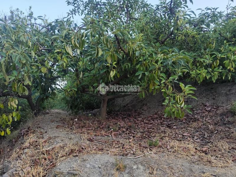 Foto a477309b-f6a5-41ad-996e-bb2bf61b1204. Finca rústica a Guájares (Los)