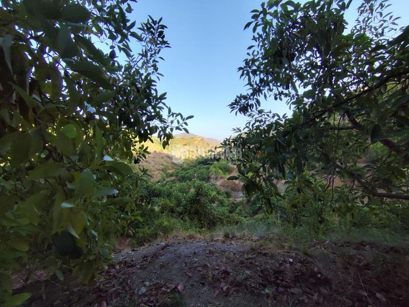 Foto ae03b80b-1bd0-46d9-b8cd-72fcd3242c77. Finca rústica a Guájares (Los)