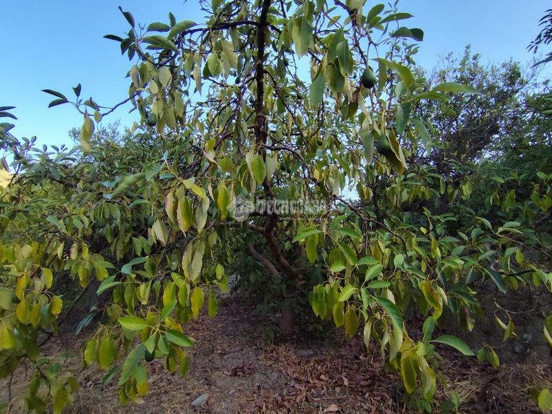 Foto d20ec4bd-f220-4cca-8880-66e46aec4480. Finca rústica a Guájares (Los)