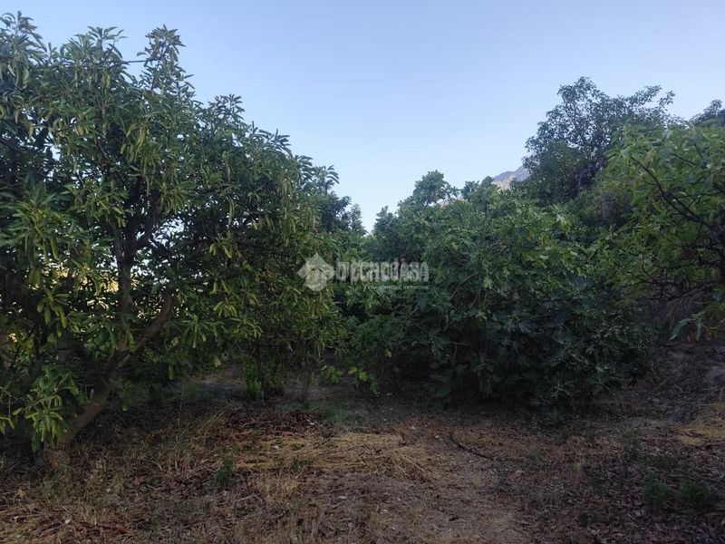 Foto e15f06d8-fdd7-425e-902e-c35b2297770d. Finca rústica a Guájares (Los)