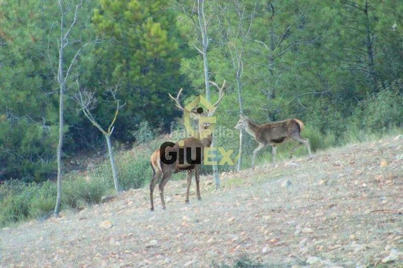 Foto 66450bb8-e46b-42f9-9588-990a07c34761. Terreny residencial a Cañaveral