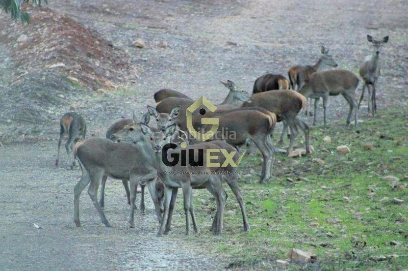 Foto 83a1656c-e7e7-4d92-aaf8-e0dfaf2ddffe. Terreny residencial a Cañaveral