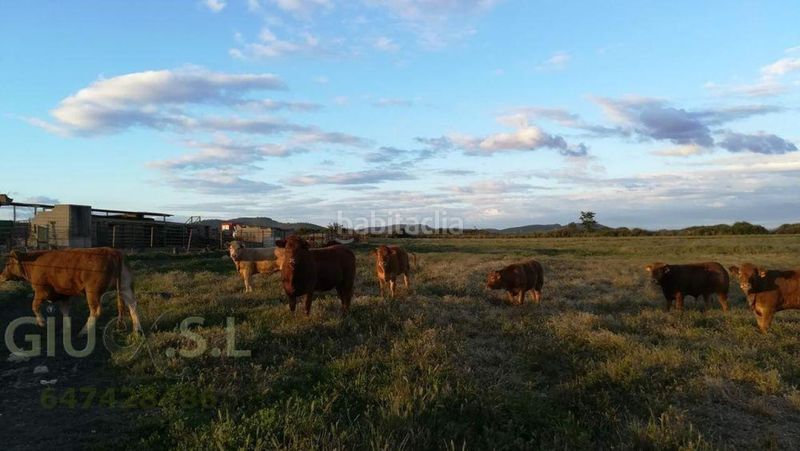Foto 0ce128d1-1965-4829-bf11-ff3dba257186. Finca rústica a Valdesalor - Rincón de Ballesteros Cáceres
