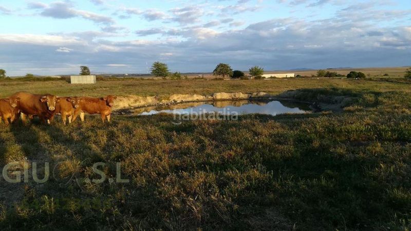 Foto 4181b0f0-620f-48c9-81cf-bc8bb87f3423. Finca rústica a Valdesalor - Rincón de Ballesteros Cáceres
