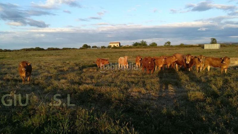 Foto 6d5aa33d-682e-48a1-9741-87c8528ebd0f. Finca rústica a Valdesalor - Rincón de Ballesteros Cáceres