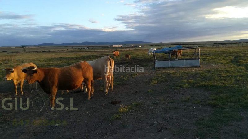 Foto a9b8b20f-8bc4-466d-9a0c-b5fe6ea3283f. Finca rústica en Valdesalor - Rincón de Ballesteros Cáceres