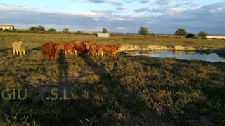 Wohngrundstück in Valdesalor - Rincón de Ballesteros